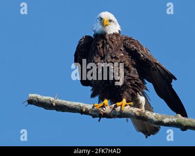 Bald Eagle Standing on a Tree Branch Stock Photo