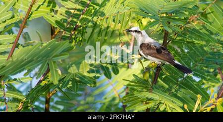 Cute masked water-tyrant bird standing on a thin branch, hiding from sunlight under leaves Stock Photo