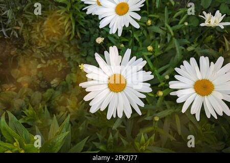 Flowering of daisies in the summer green meadow. Oxeye daisy, Leucanthemum vulgare. Chamomile flowers with long white petals. Medicinal herb. Stock Photo