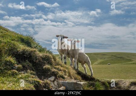 Two curious lambs looking down on me photographing them at Sunraven Bay Stock Photo