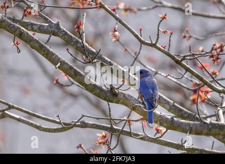 Eastern bluebird (Sialia sialis) - Hall County, Georgia. Male Eastern bluebird perched in a cherry tree on a late winter day. Stock Photo