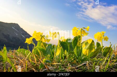 Flowering cowslip (Primula auricula) in the Allgäu Alps. Bavaria, Germany Stock Photo