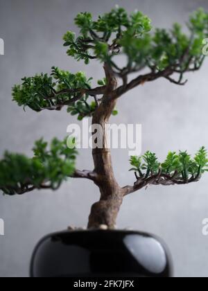 Plastic Bonsai Tree (artificial) with a small pot on a gray background. Bonsai plant Stock Photo