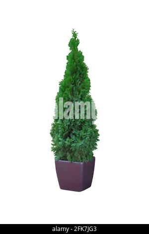 Thuja occidentalis danica, isolated on white background. Cypress in outdoor pot. Coniferous trees. Stock Photo