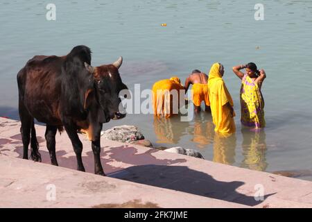 India, Uttarakhand, Rishikesh, Pilgrims bathe in the Ganges River Stock Photo