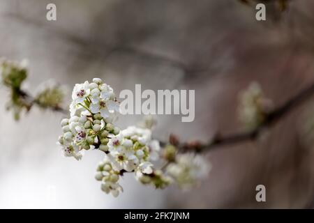 Bradford Pear (Pyrus calleryana) - Hall County, Georgia. Bradford pear tree showing the first blooms of approaching the approaching spring. Stock Photo