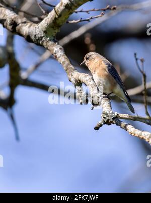 Eastern bluebird (Sialia sialis) - Hall County, Georgia. Eastern bluebird surveying the ground below on a sunny winter afternoon. Stock Photo