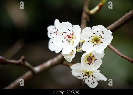 Bradford Pear (Pyrus calleryana) - Hall County, Georgia. Bradford pear tree blooming very early in the year. Stock Photo