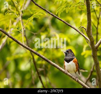Eastern towhee (Pipilo erythrophthalmus) - Hall County, Georgia. Male Eastern towhee perched on the branch of a Persian Silk tree on a warm spring mor Stock Photo