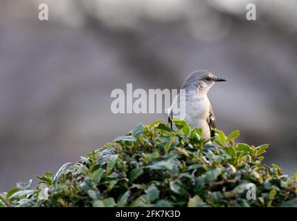 Northern mockingbird (Mimus polyglottos) - Hall County, Georgia. Mocking perched in the top of a holly bush on a late winter evening. The Northern moc Stock Photo