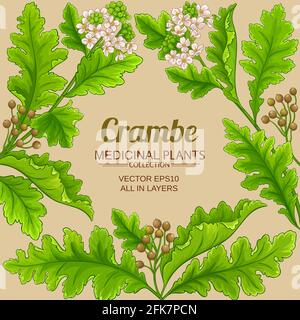 crambe plant frame on color background Stock Vector