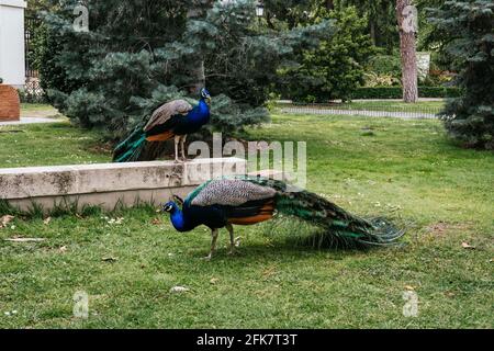 Closeup shot of Indian peafowls in a zoo Stock Photo