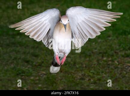 White-winged dove (Zenaida asiatica) flying, Galveston, Texas, USA. Stock Photo