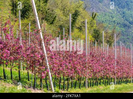 Blossom apple tree branch of 'Kissabel red apple' apple in the spring. their trees produce beautiful deep pink blossom. Orchard in Trentino Alto Adige Stock Photo