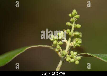 close-up of the bud of an olive blossom on the branch of an olive tree in spring, with delicate leaves, against a green background Stock Photo
