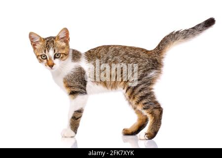 Beautiful domestic small kitten with white, gray and brown fur, which stands sideways to the photographer on a white background and looks at the camer Stock Photo