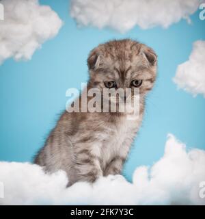 Striped dark gray Scottish kitten with an incomprehensible funny look looks down at a cotton cloud. Blue background, sky installation with white cloud Stock Photo
