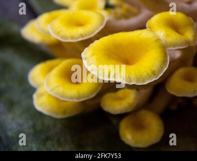 Yellow oyster mushroom, Mushroom cultivation, healthy organic food Stock Photo