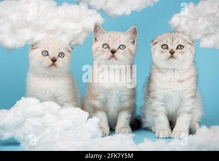 Close up portrait of adorable cute kittens of Scottish breed of cream, gray and white colors sitting heart of white cotton clouds on a blue background Stock Photo