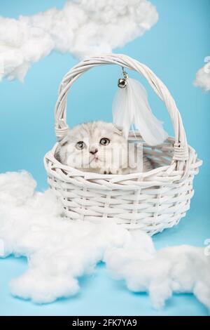 Small gray Scottish kitten lies in a white wicker basket decorated with feathers and looks up dreamily with yellow eyes. Blue background, sky installa Stock Photo