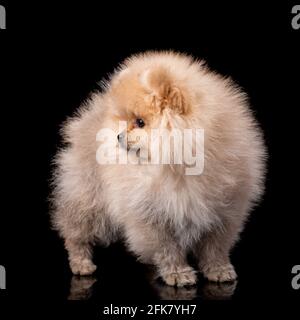 Lovely pomeranian puppy in studio on black background. Cute dog posing in front of the photographer's camera. Stock Photo