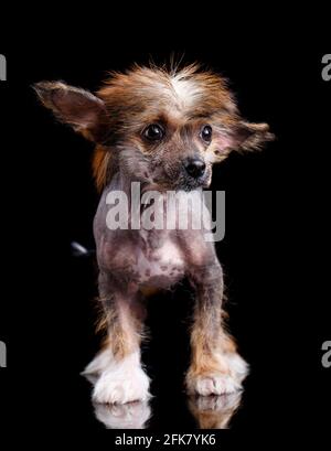 Portrait of a little Chinese Crested dog with black eyes. The dog stands directly at the camera and looks a little sideways. Close up. Stock Photo