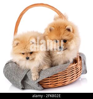 Two light red Pomeranian Spitz sit in a wicker basket and look down. Studio shooting on a white background. Stock Photo