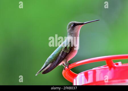 Female Ruby Throated Hummingbird perched at the feeder. Stock Photo
