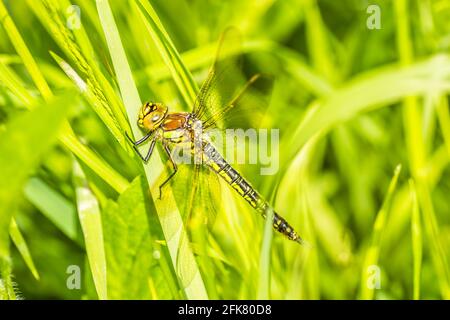 01. 05. 2017. Danube River - Serbia, Novi Sad, Petrovaradin. Dragonfly photographed in their natural environment. Stock Photo