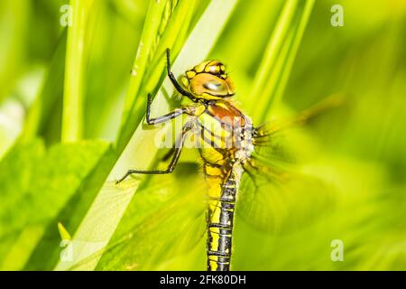 01. 05. 2017. Danube River - Serbia, Novi Sad, Petrovaradin. Dragonfly photographed in their natural environment. Stock Photo