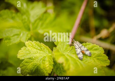 01. 05. 2017. Danube River - Serbia, Novi Sad, Petrovaradin. A butterfly in its natural environment on a vine leaf. Stock Photo