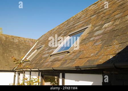 An old barn with slate roof covered in mosses and lichens. Note the later addition of two roof lights in UK Stock Photo