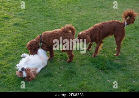 Three dogs of different breeds - King Charles Spaniel, Labradoodle and Nova Scotia Duck Tolling Retriever -  socialising in a public park
