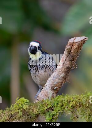 Acorn woodpecker (Melanerpes formicivorus) perched on a branch in the jungles of Costa Rica. Stock Photo