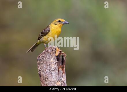 Flame-colored tanager (Piranga bidentata) female perched on a branch in the rainforests of Boca Tapada, Laguna de Lagarto Lodge, Costa Rica Stock Photo