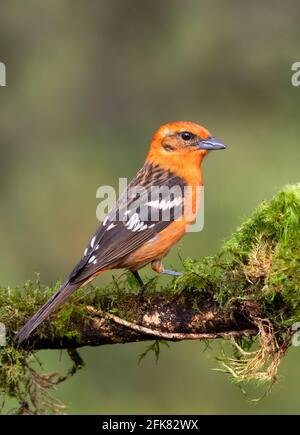 Flame-colored tanager (Piranga bidentata) male perched on a branch in the rainforests of Boca Tapada, Laguna de Lagarto Lodge, Costa Rica Stock Photo