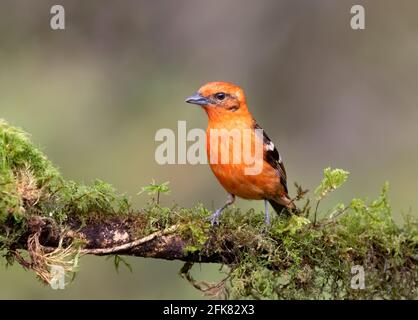 Flame-colored tanager (Piranga bidentata) male perched on a branch in the rainforests of Boca Tapada, Laguna de Lagarto Lodge, Costa Rica Stock Photo