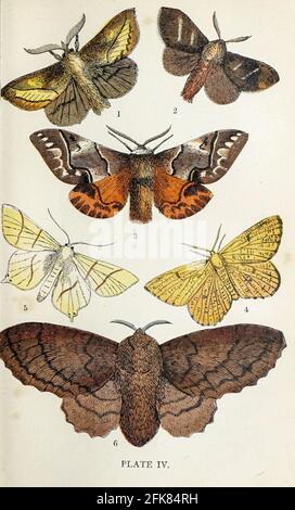 Plate IV 1. Drinker. 2. Fox Moth. 3. Kentish Glory. 4. Orange Moth. 5. Swallow-tailed Moth. 6. Lappet Moth. from the book ' The common moths of England ' by Wood, J. G. (John George), 1827-1889 Publication date 1878 in London : by G. Routledge and Sons Stock Photo