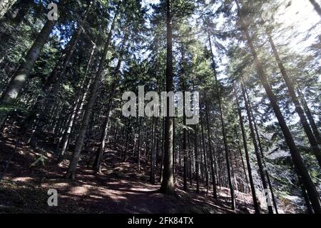 Limanowa, Poland: Wide angle shot of tall mountain trees in the forest, Bright sun rays penetrate tree trunk during day time. Stock Photo
