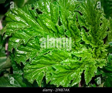 Strange curly plant. Green leaves background. weird sharp leaves Stock Photo