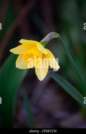 A single yellow daffodil bloom. Close up yellow narcissus with blurred background. Selective focus on flower bud. Stock Photo