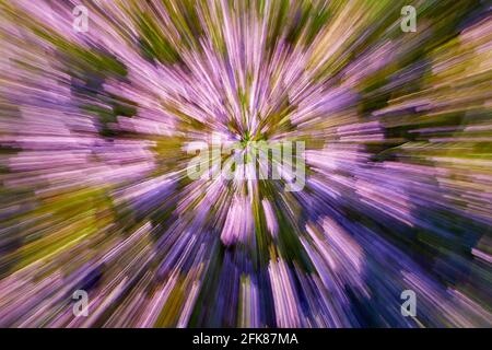 Zoom in motion of purple flowers of heather in the forest, abstract background Stock Photo