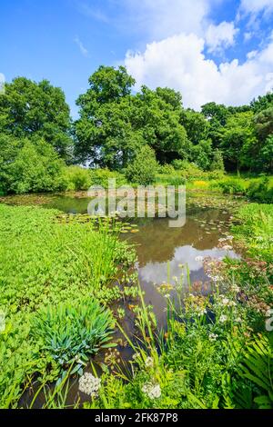 The Horse Pond with pink and red waterlilies in flower at Great Dixter, Northiam, East Sussex, home of famous gardener Christopher Lloyd Stock Photo