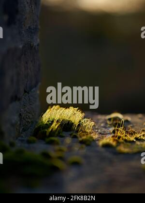 A small patch of moss on a brick wall, tendrils extended like tiny trees, and made golden by the sunlight shining through it. Stock Photo