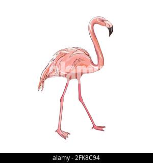 Pink flamingo vector illustration isolated on white background. Stock Vector