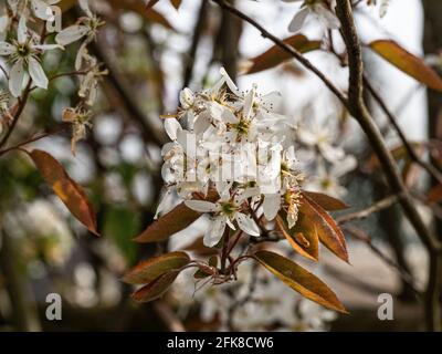 A close up of a single clusted of the starry white flowers of Amelanchier lamarckii Stock Photo