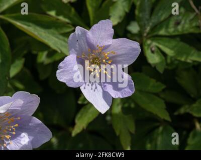 A close up of a single pale blue flower of wood anemone Anemone nemorosa 'Robinsoniana Stock Photo