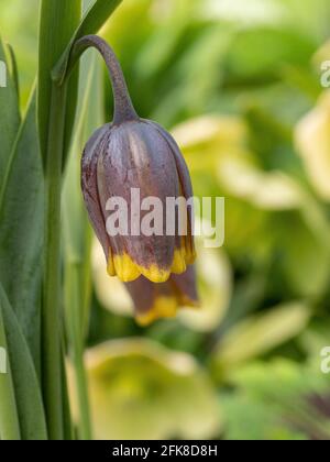 A single dark purple brown flower of Fritillaria uva-vulpis Stock Photo