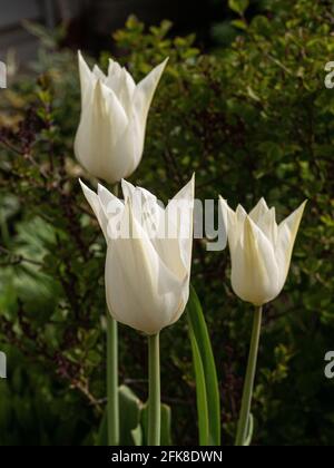 A group of the clear white flowers of the lily-flowered Tulip White Triumphator Stock Photo