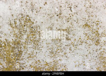 A flat grey concrete surface with yellow spots of lichen Stock Photo